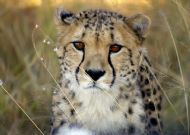 Cheetah, Okonjima