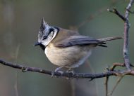 Crested Tit