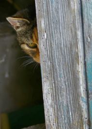 Peekaboo