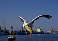 Pelican, Walvis Bay