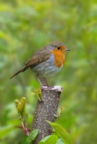 Robin
