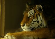 Amur Tiger