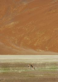 Springbok, Sossusvlei