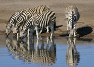 Burchill's Zebra, Etosha